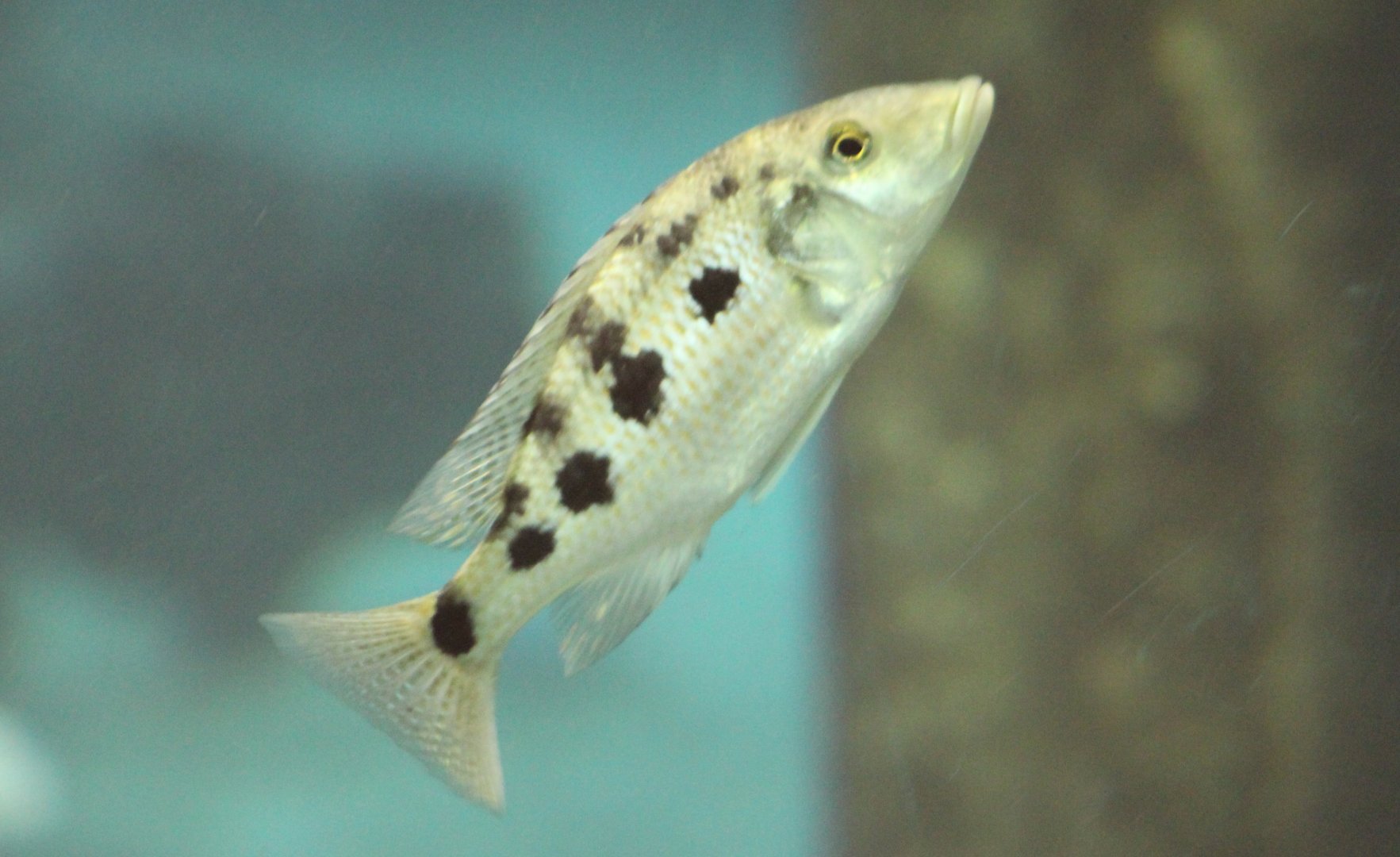 Fossorochromis rostratus