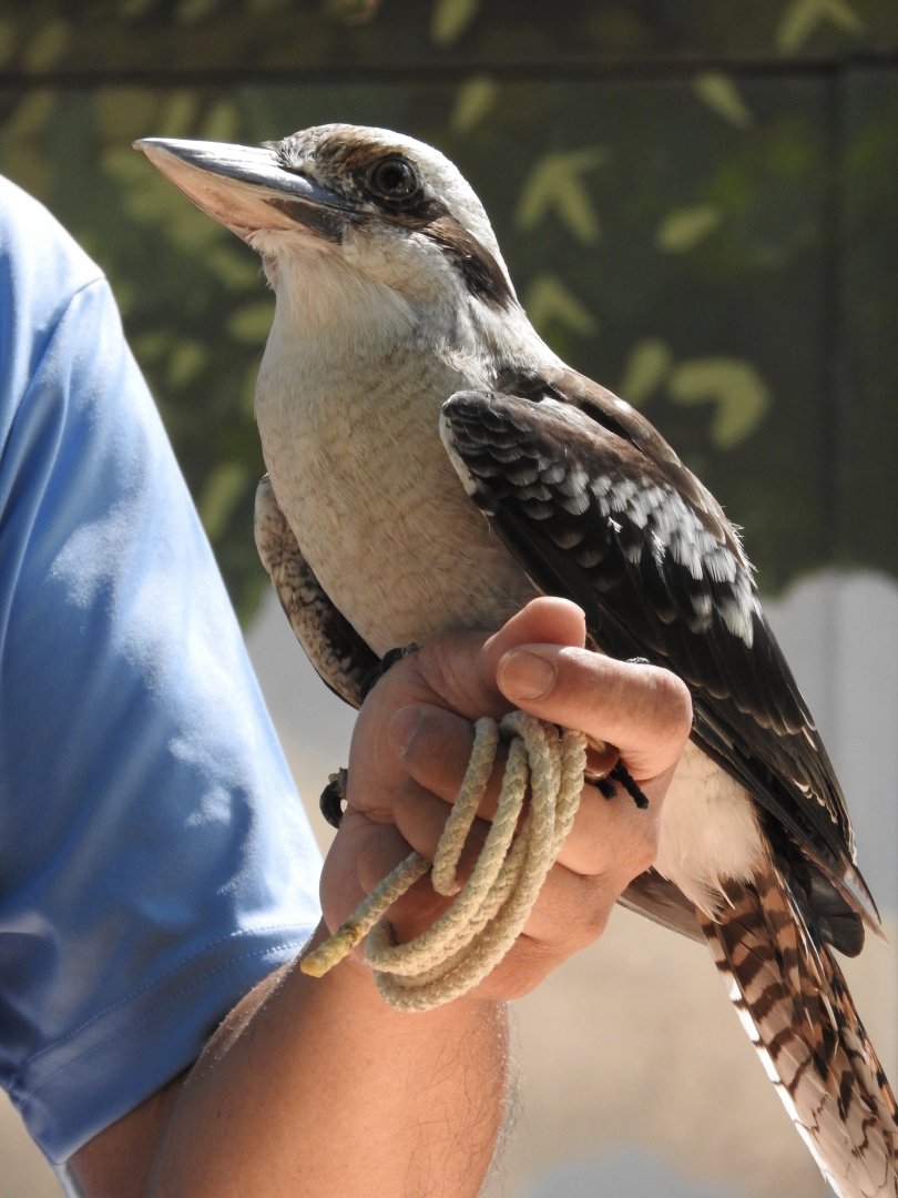 Foster, Laughing Kookaburra