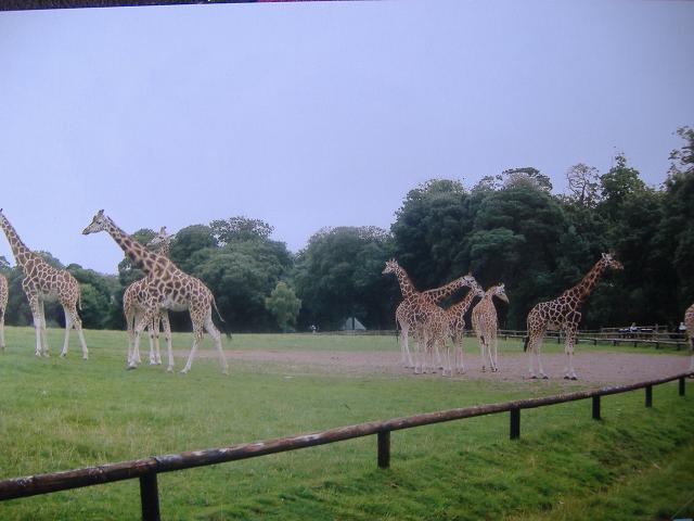 Fota 2004