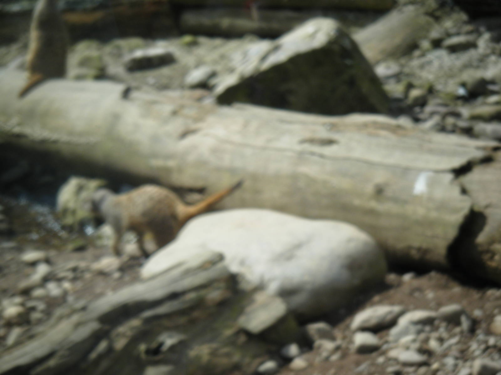 Fota Visit April2014