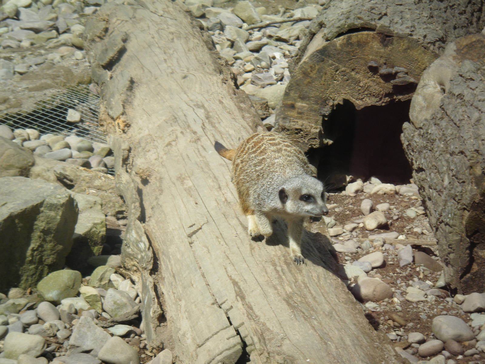 Fota Visit April2014