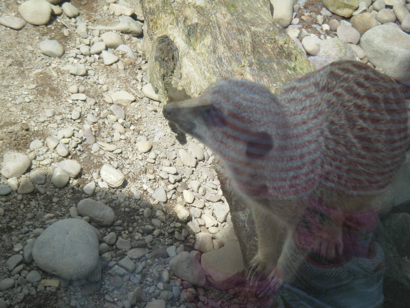 Fota Visit April2014