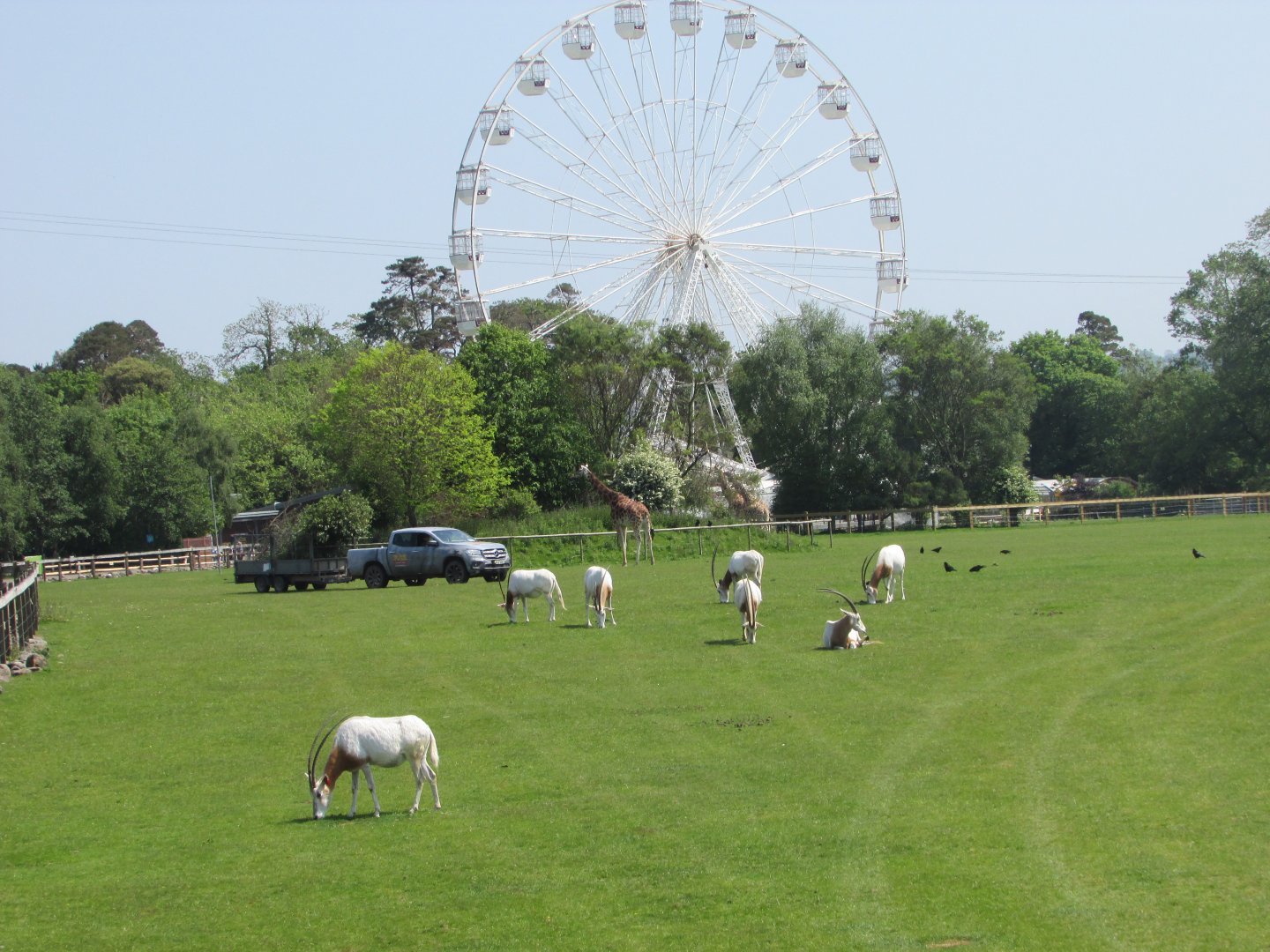 Fota Wildlife Park - African savanna and Ferris wheel
