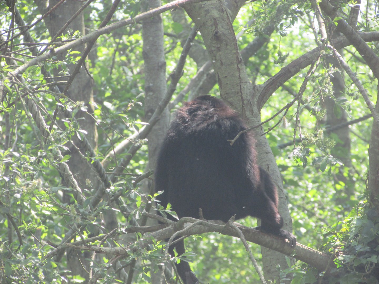 Fota Wildlife Park - Agile gibbon