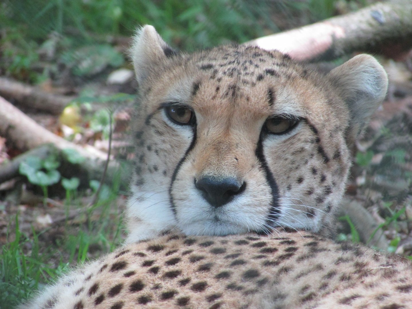 Fota Wildlife Park - Another cheetah