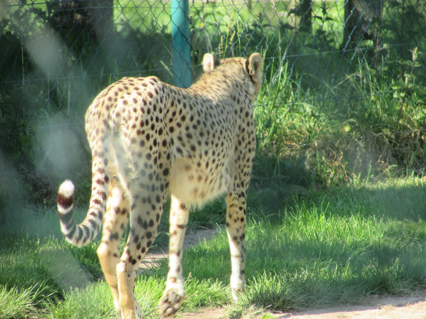 Fota Wildlife Park - Another cheetah