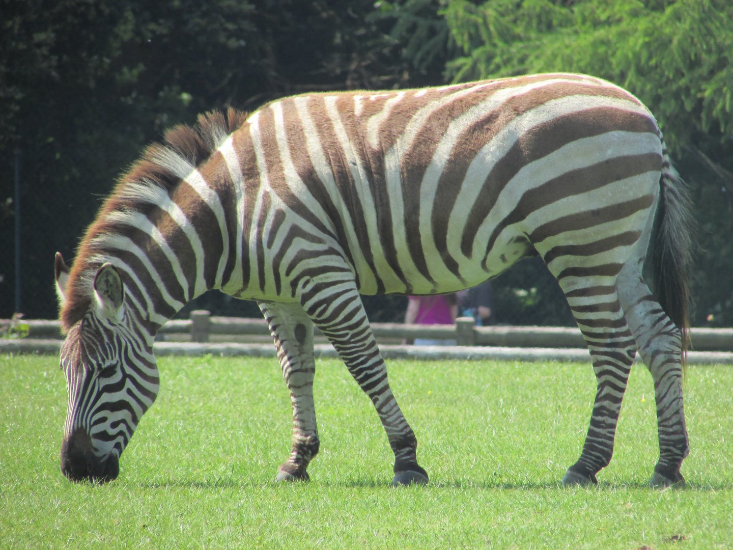 Fota Wildlife Park - Another Grant's zebra