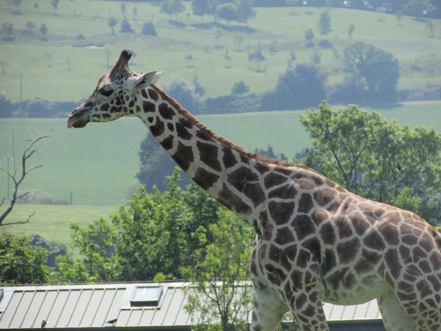 Fota Wildlife Park - Another Rothschild's giraffe