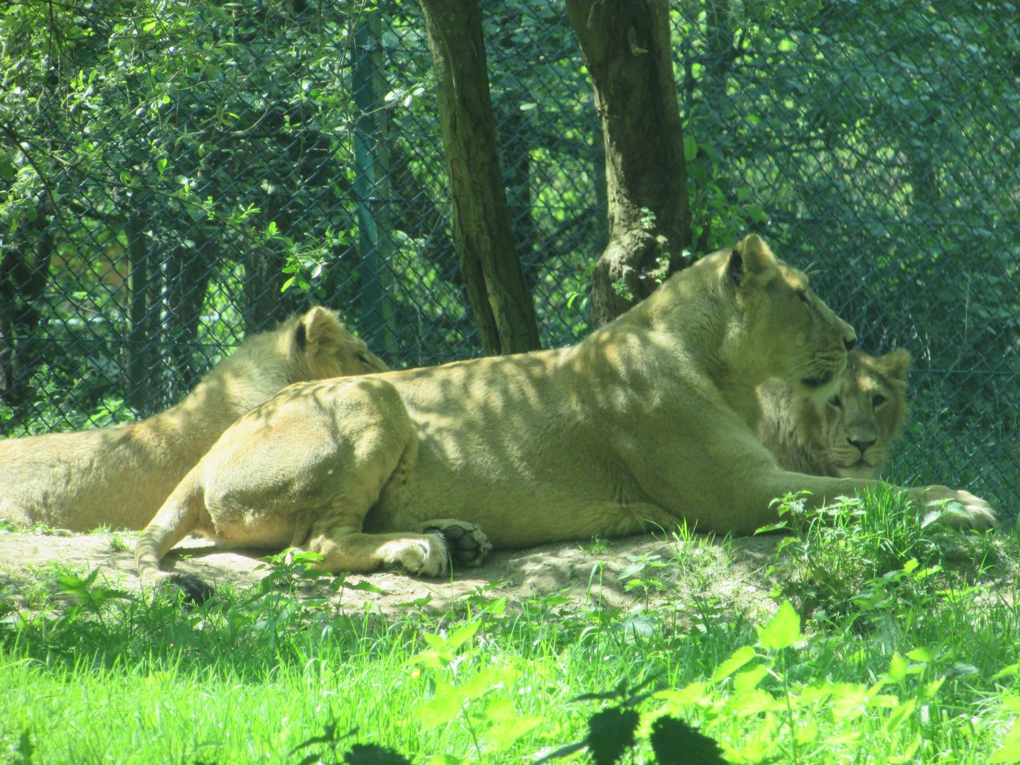 Fota Wildlife Park - Asiatic lion pride