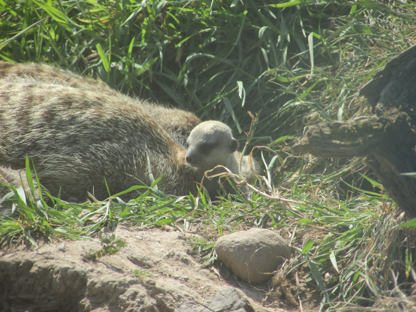 Fota Wildlife Park - Baby meerkat