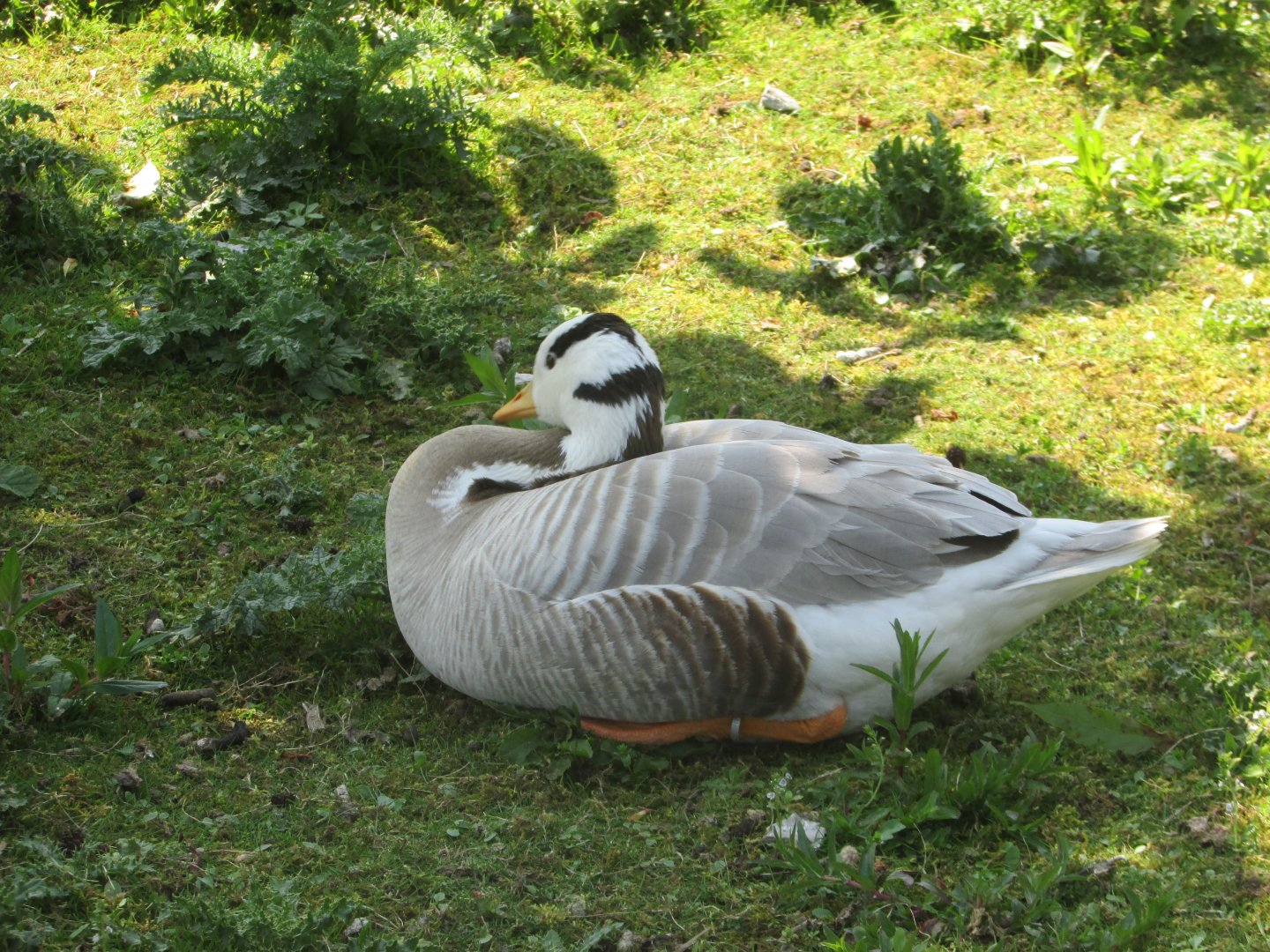 Fota Wildlife Park - Bar-headed goose