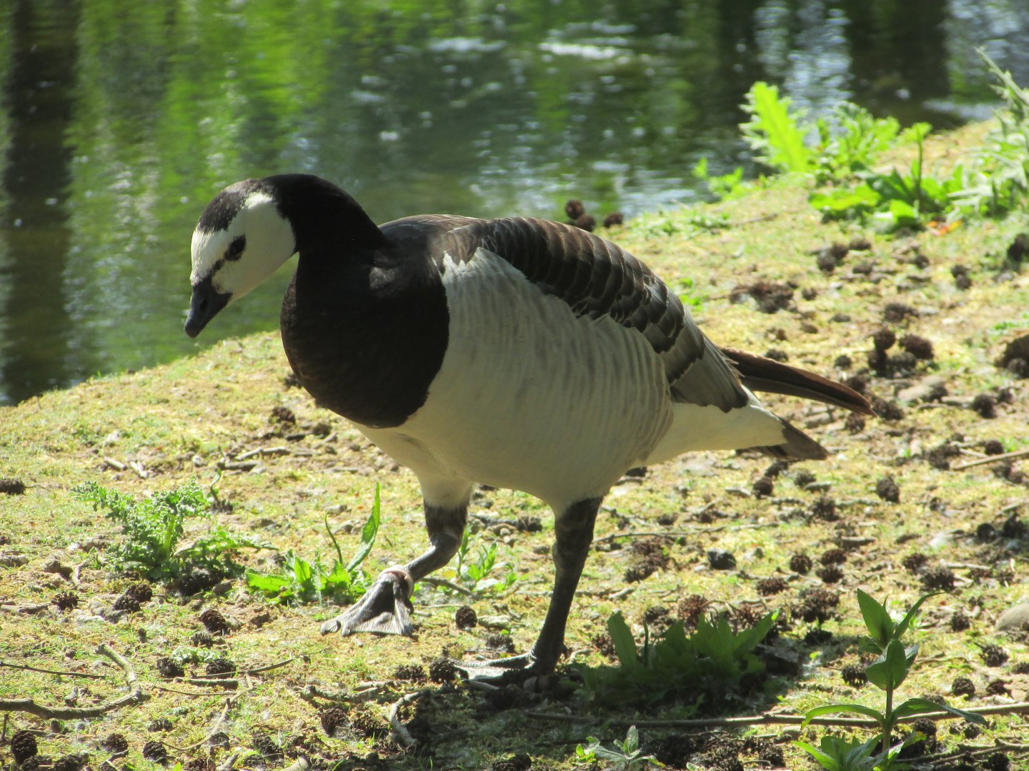 Fota Wildlife Park - Barnacle goose
