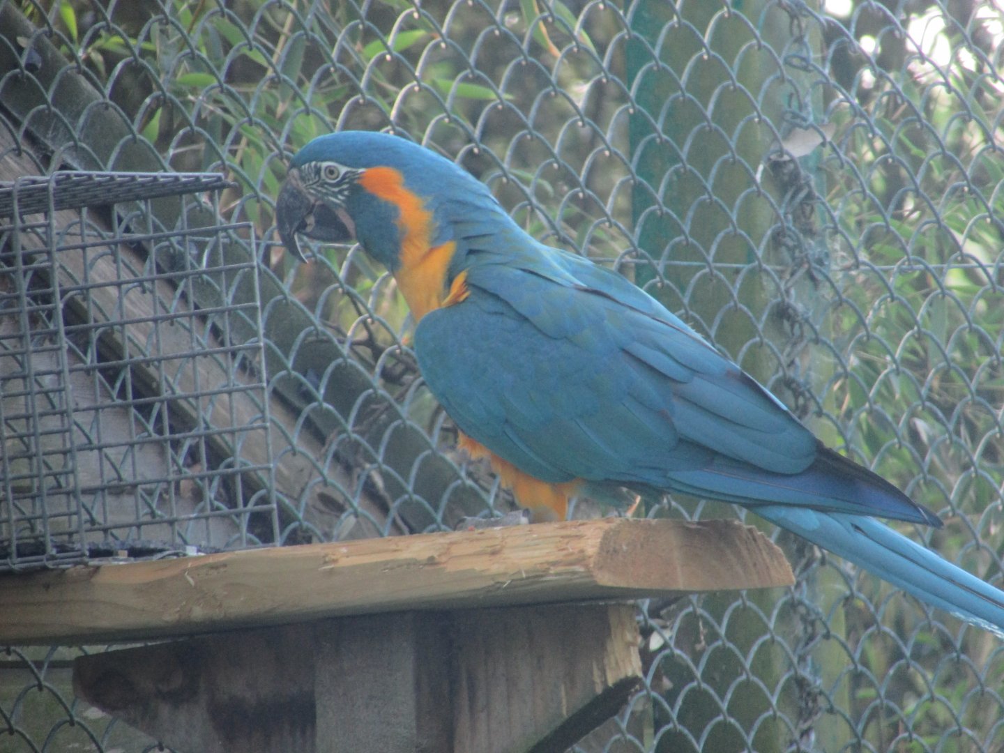 Fota Wildlife Park - Blue-throated macaw