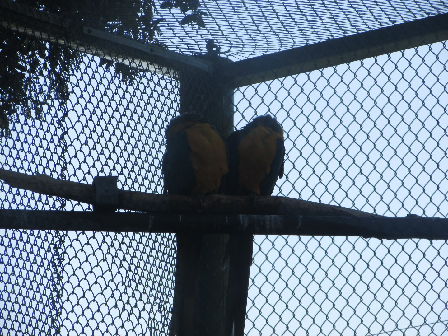 Fota Wildlife Park - Blue-throated macaws