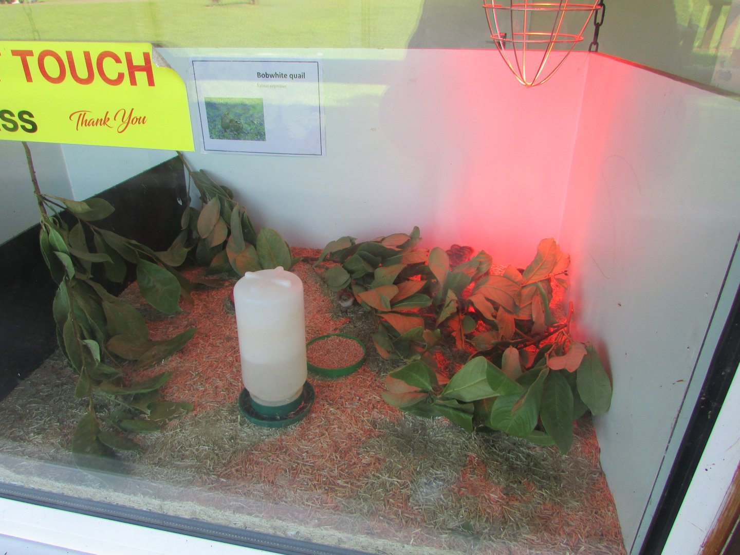 Fota Wildlife Park - Bobwhite quail chicks