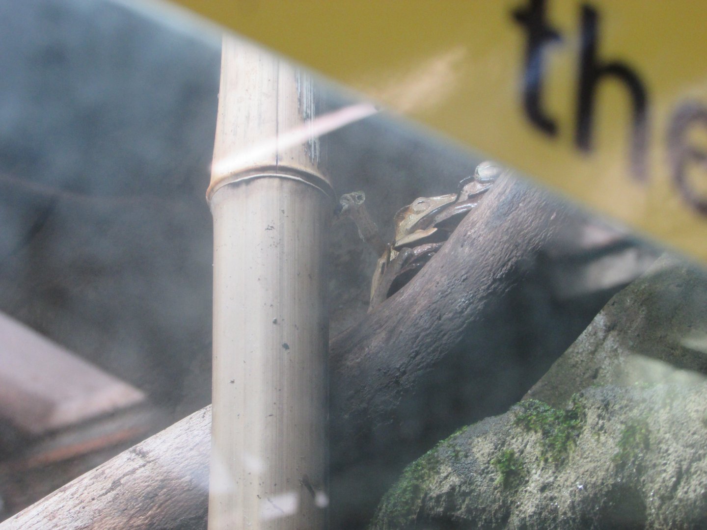 Fota Wildlife Park - Borneo tree eared frog
