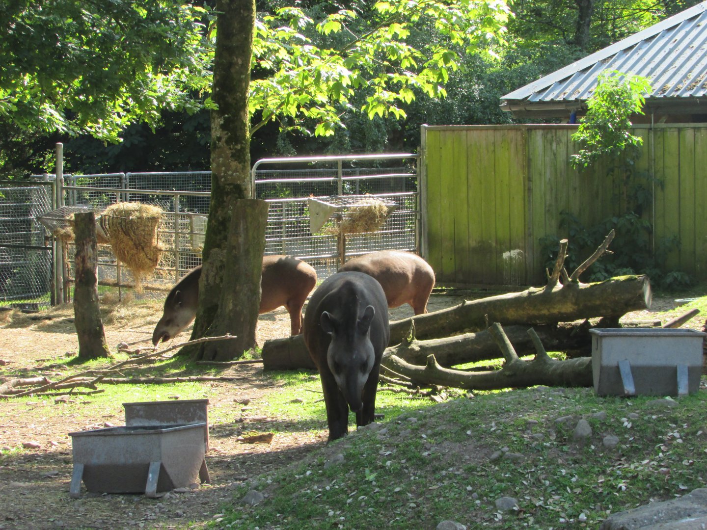 Fota Wildlife Park - Brazilian tapirs