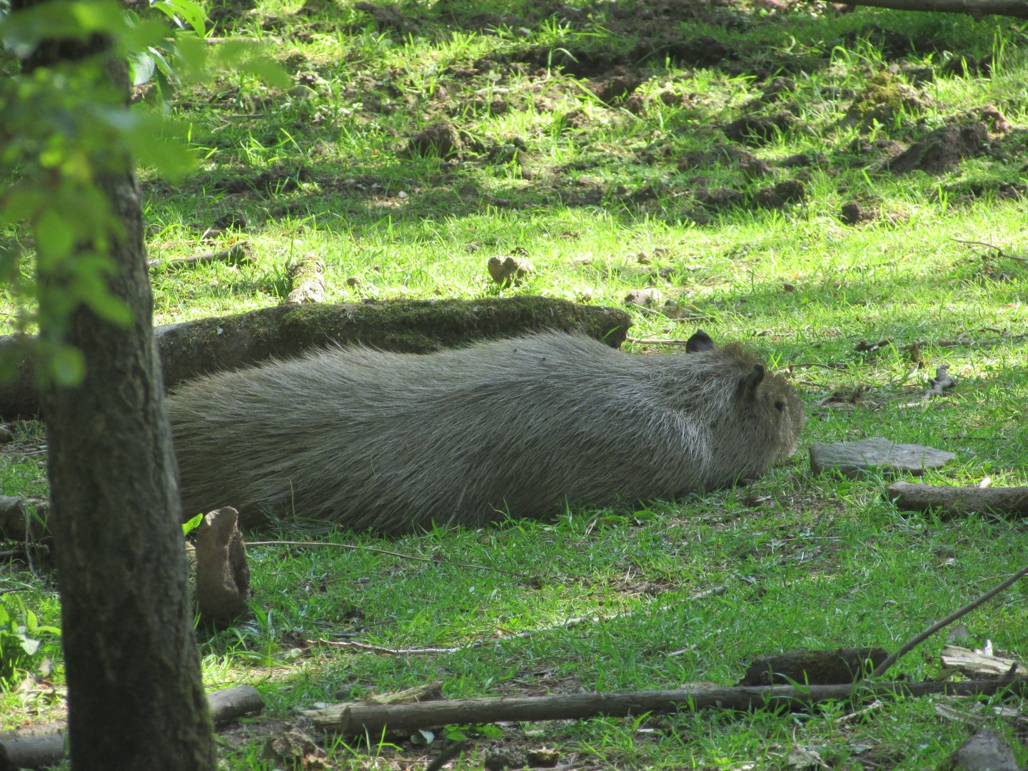 Fota Wildlife Park - Capybara