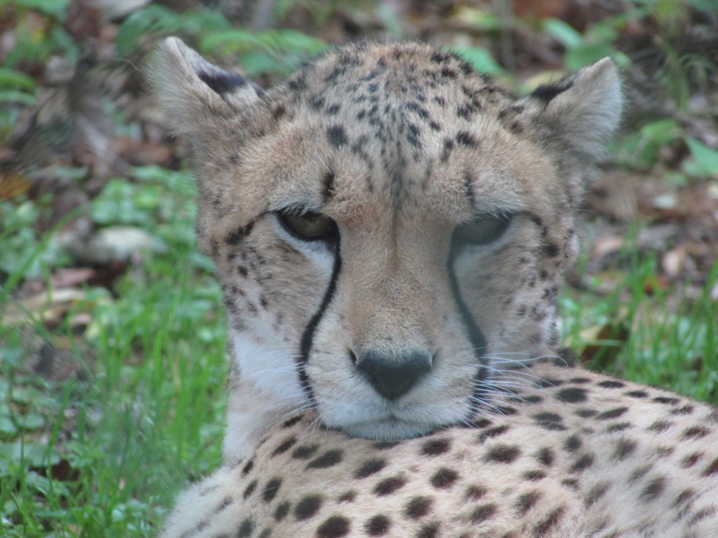 Fota Wildlife Park - Cheetah