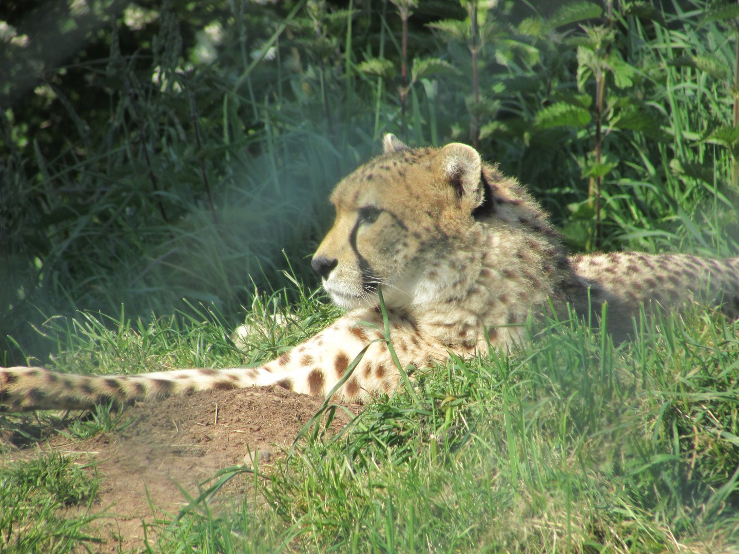 Fota Wildlife Park - Cheetah