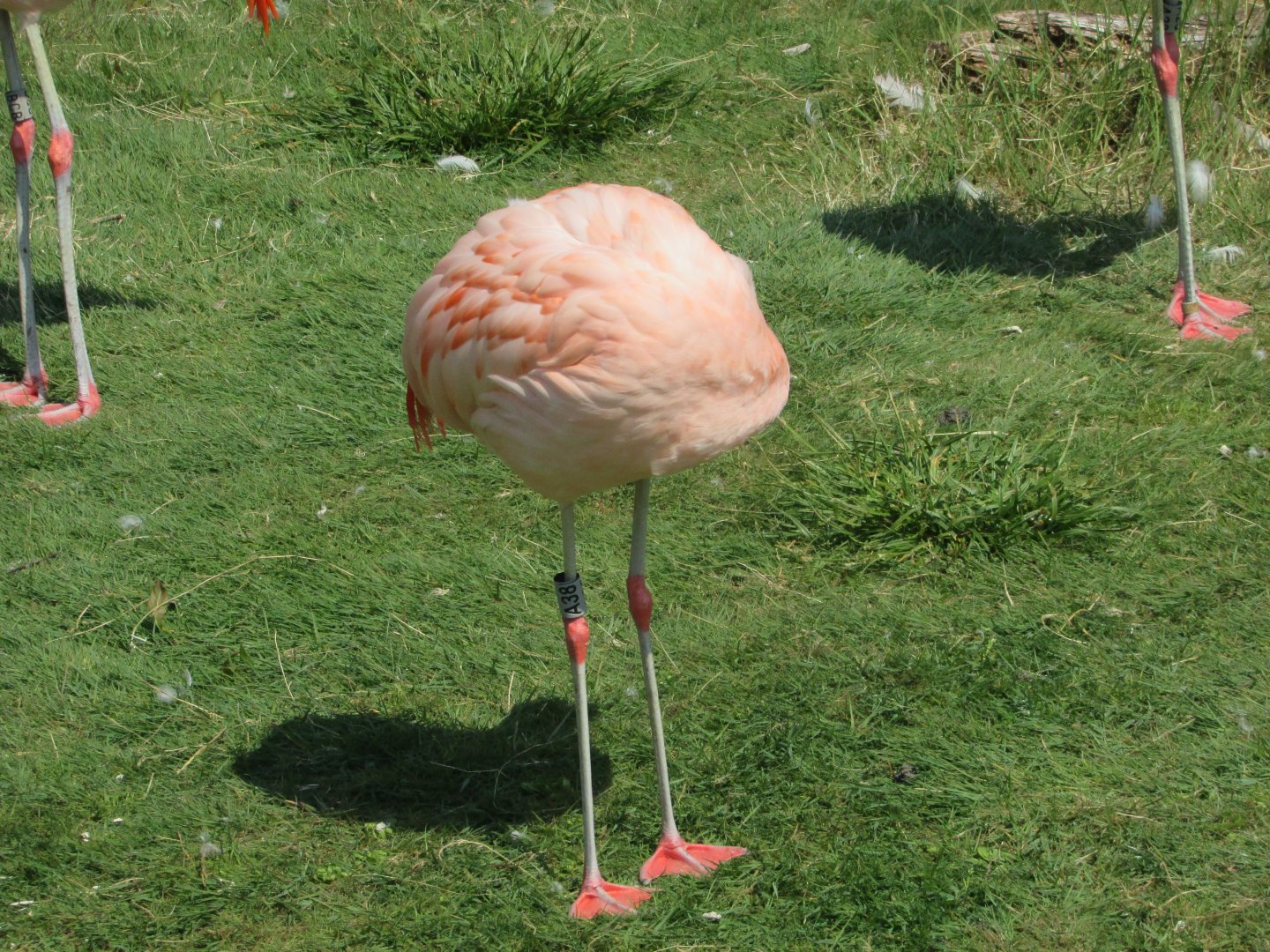 Fota Wildlife Park - Chilean flamingo