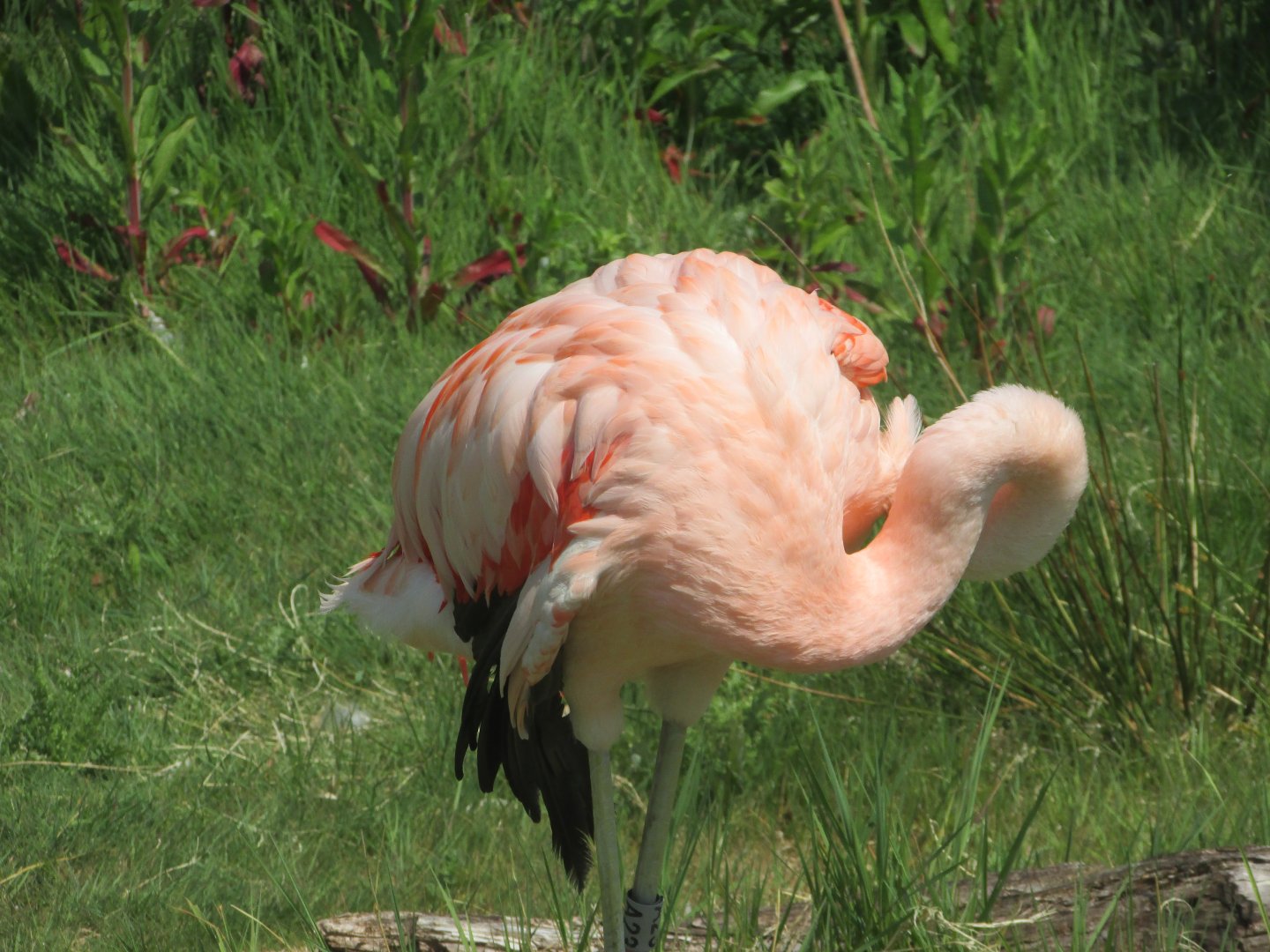Fota Wildlife Park - Chilean flamingo