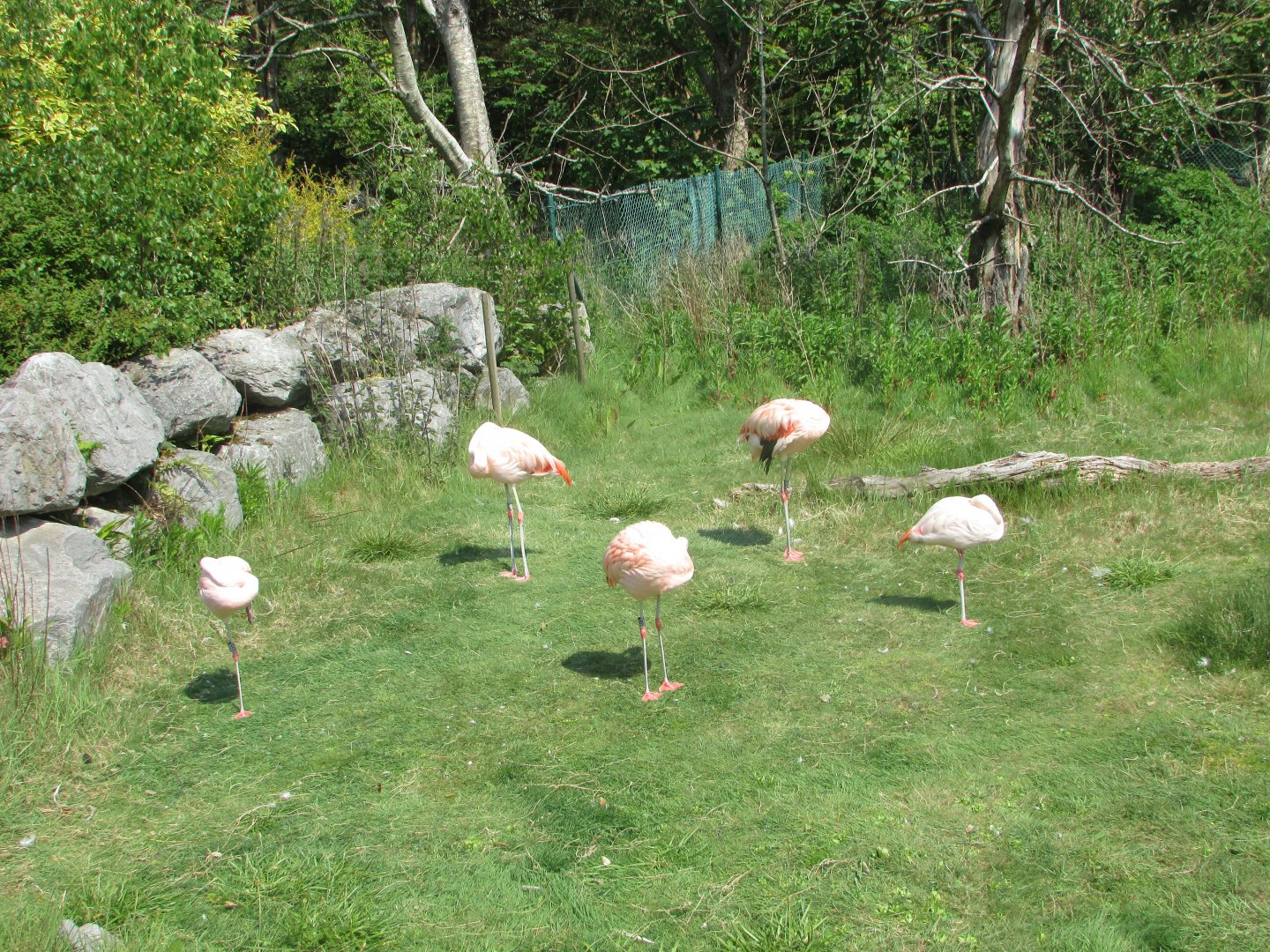 Fota Wildlife Park - Chilean flamingos