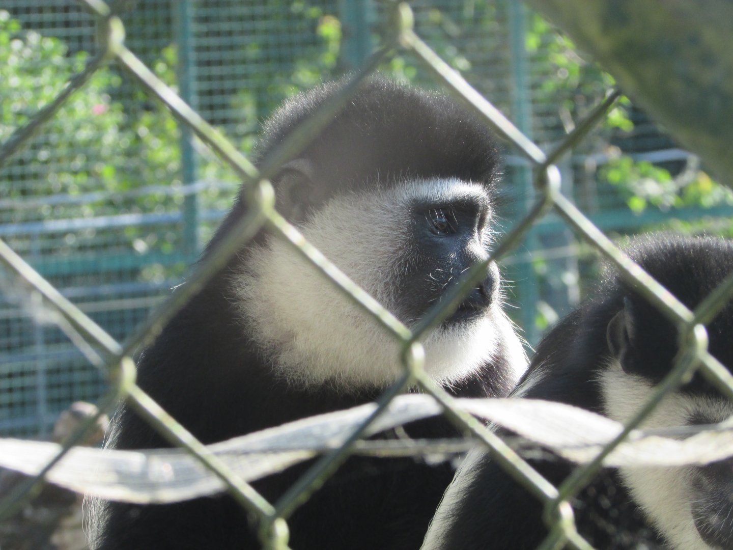 Fota Wildlife Park - Colobus monkey