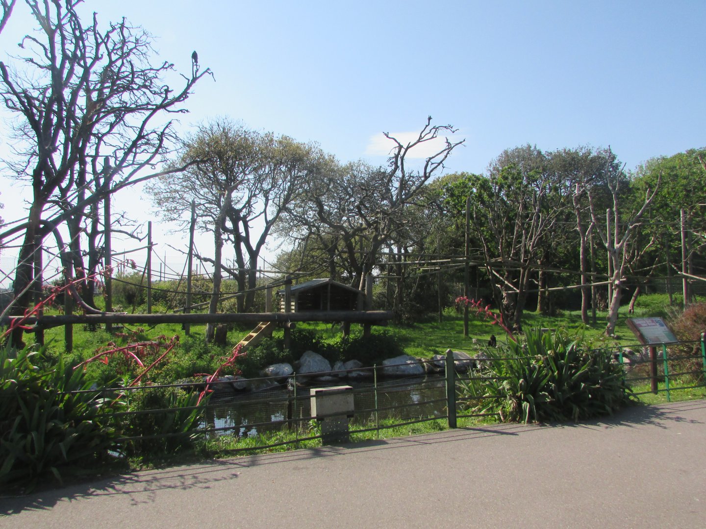 Fota Wildlife Park - COLOMBIAN black spider monkey exhibit