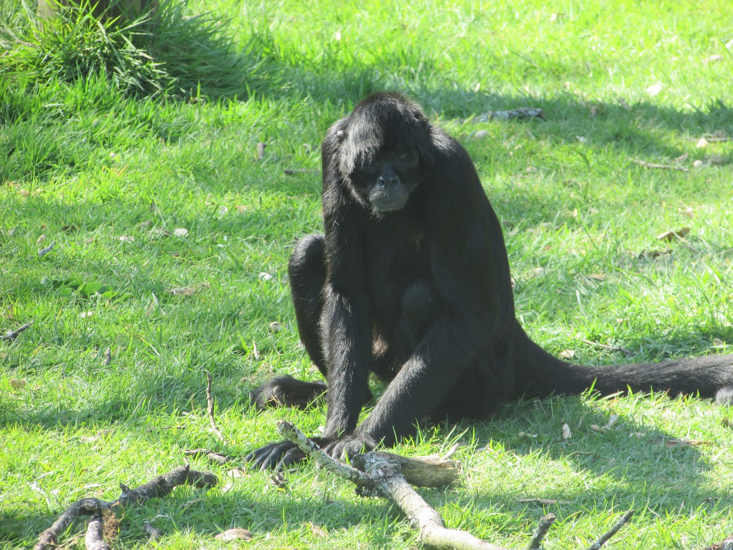 Fota Wildlife Park - COLOMBIAN black spider monkey