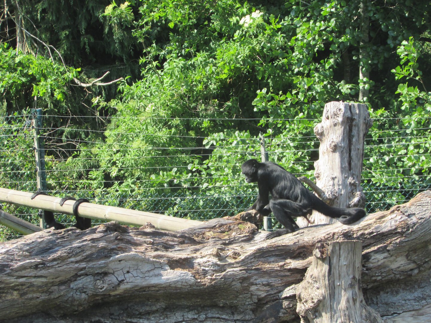 Fota Wildlife Park - COLOMBIAN black spider monkey
