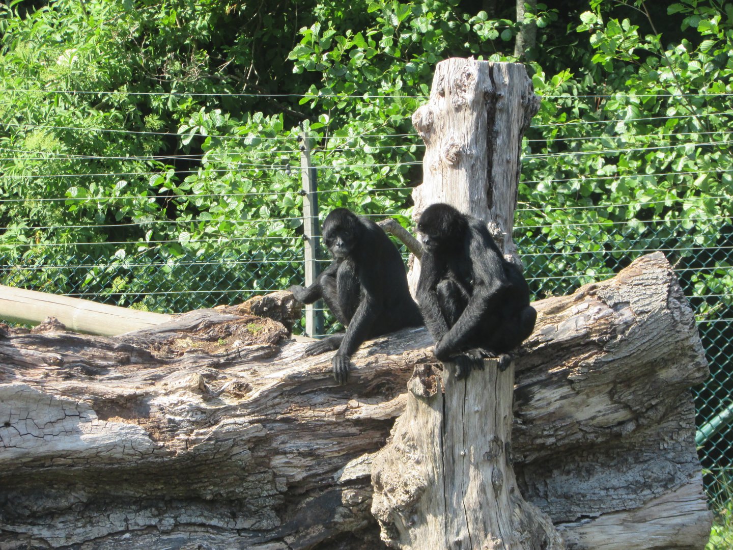 Fota Wildlife Park - COLOMBIAN black spider monkeys