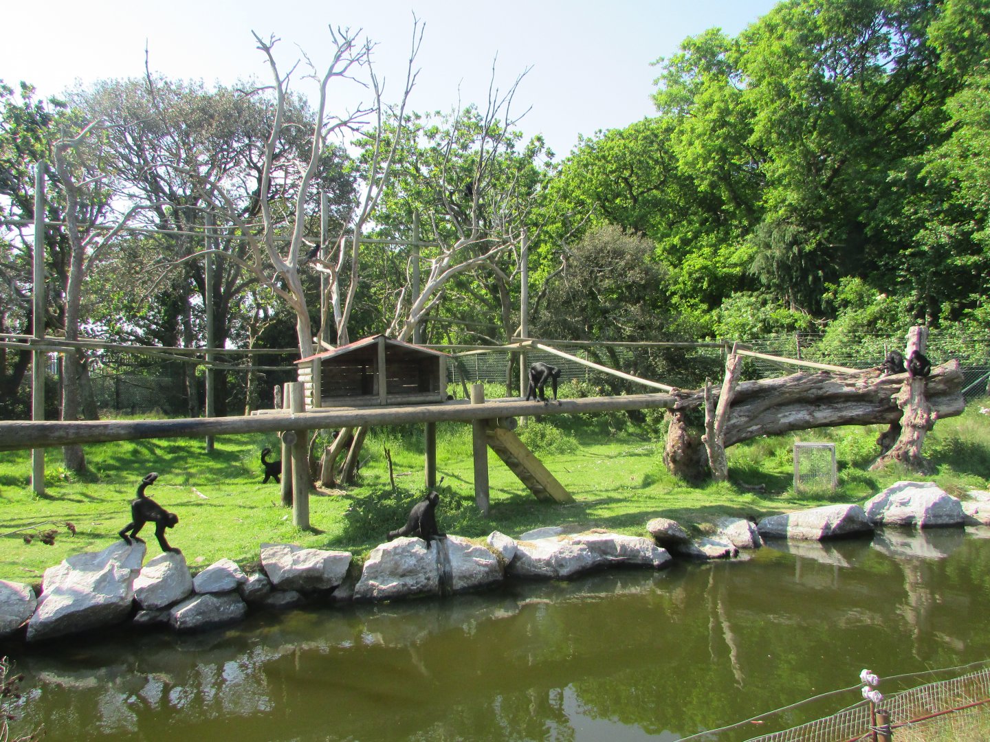 Fota Wildlife Park - COLOMBIAN black spider monkeys