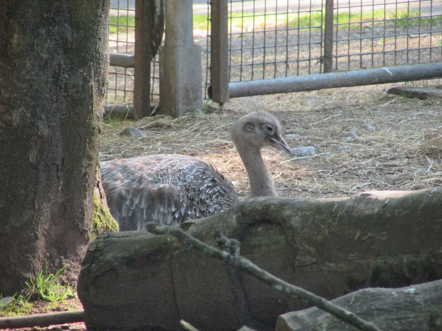 Fota Wildlife Park - Darwin's rhea