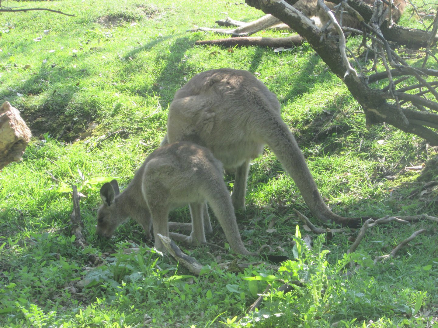 Fota Wildlife Park - Eastern grey kangaroo with joey