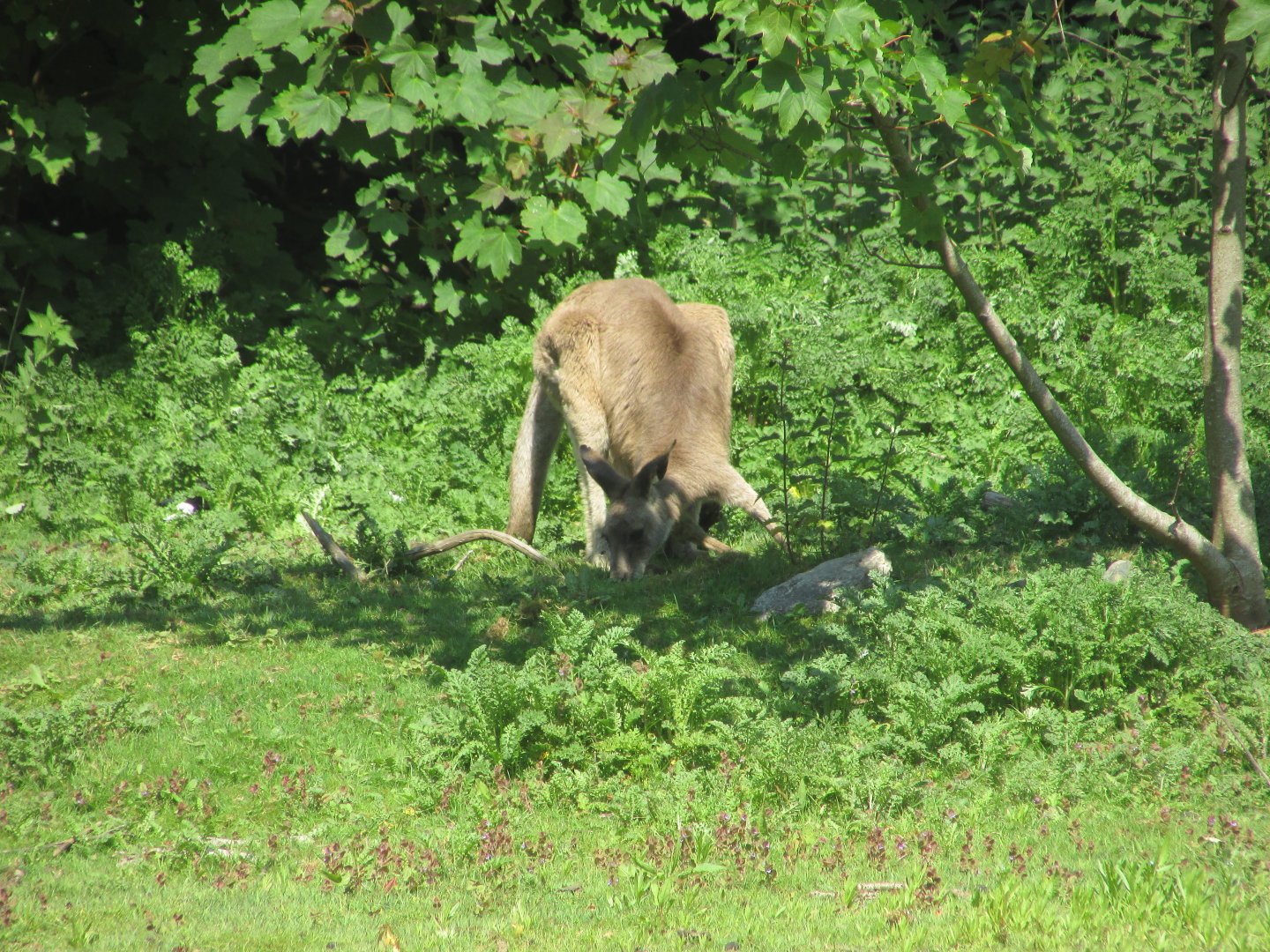 Fota Wildlife Park - Eastern grey kangaroo