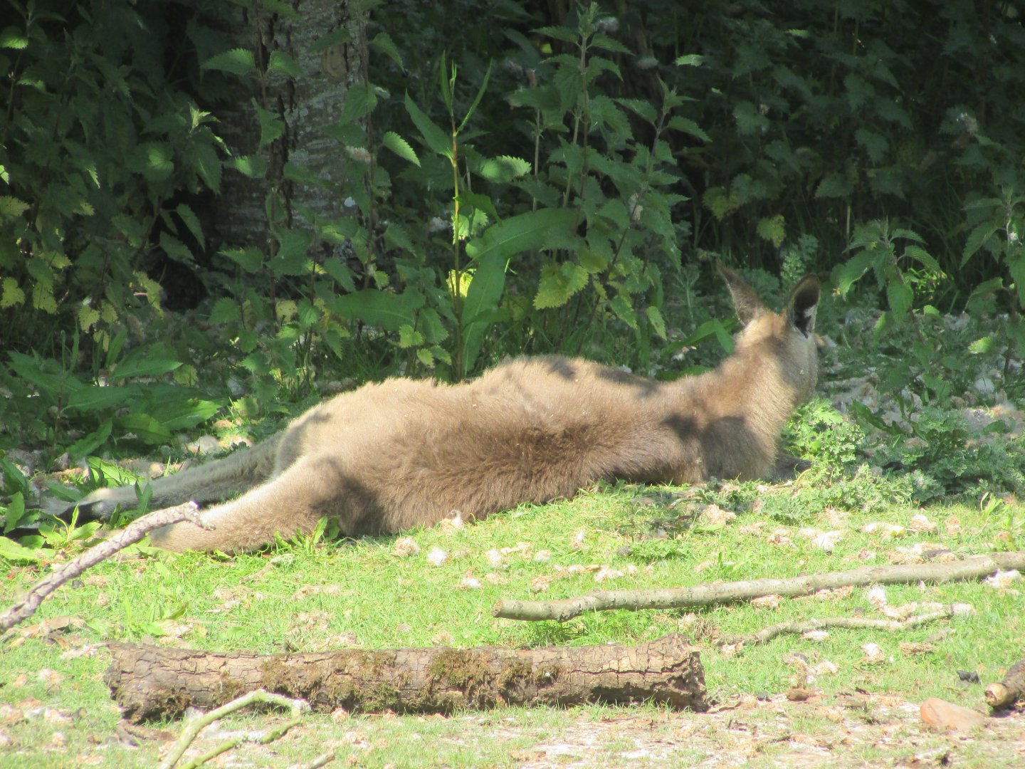 Fota Wildlife Park - Eastern grey kangaroo