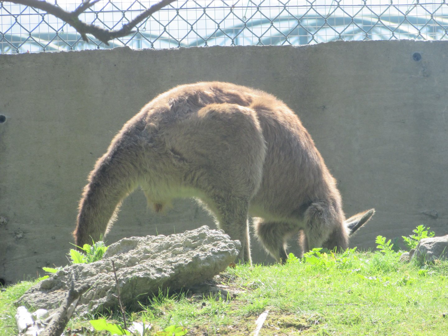 Fota Wildlife Park - Eastern grey kangaroo