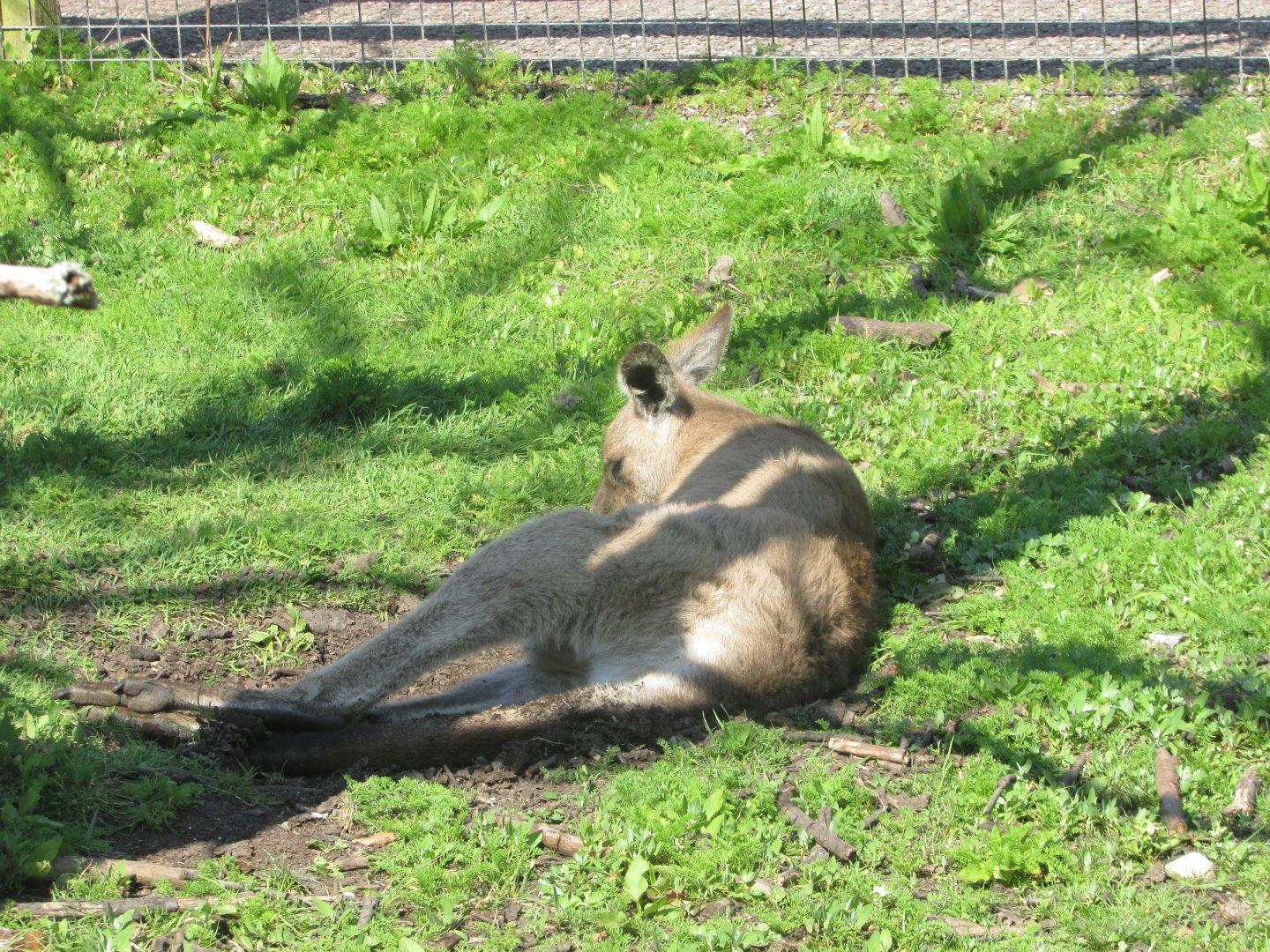Fota Wildlife Park - Eastern grey kangaroo