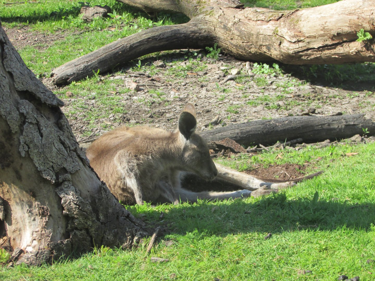 Fota Wildlife Park - Eastern grey kangaroo