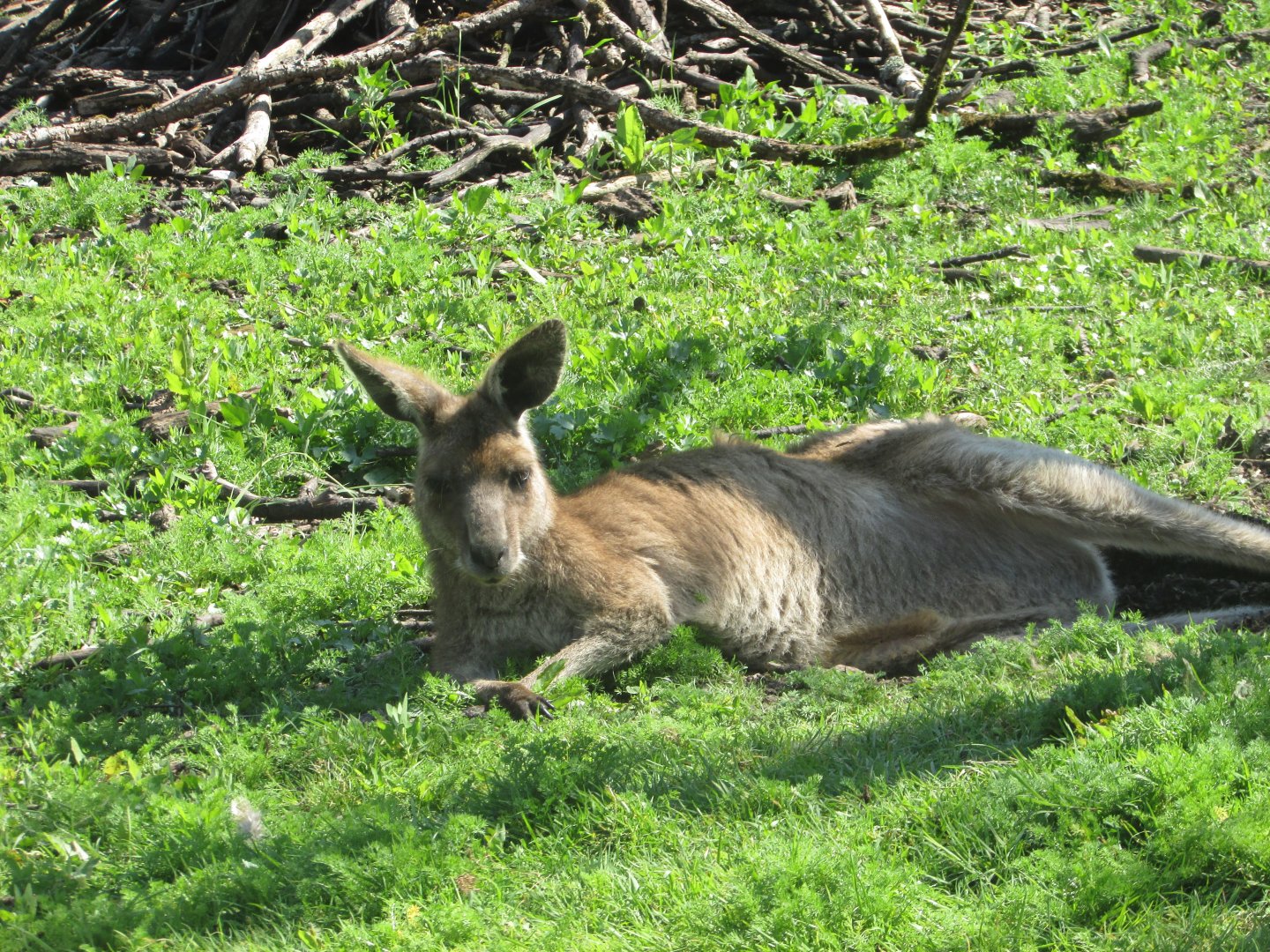 Fota Wildlife Park - Eastern grey kangaroo