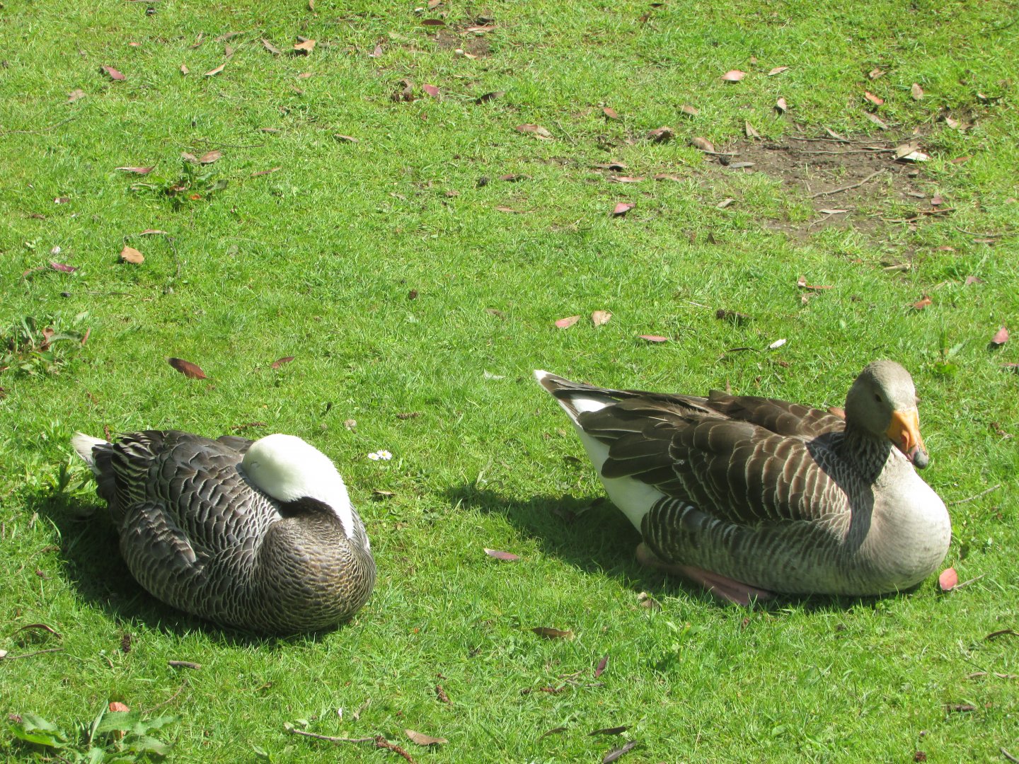 Fota Wildlife Park - Emperor and greylag goose