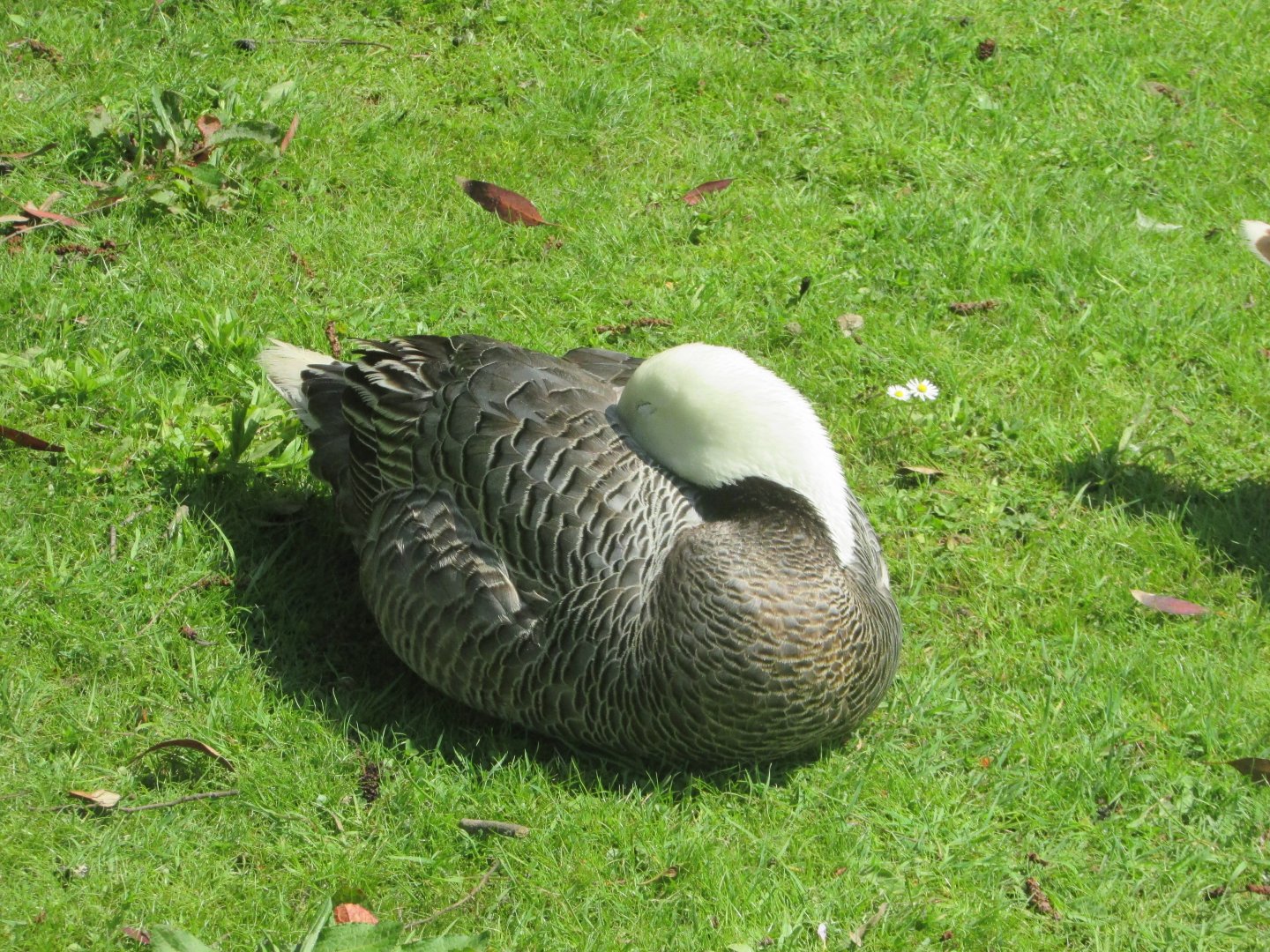 Fota Wildlife Park - Emperor goose