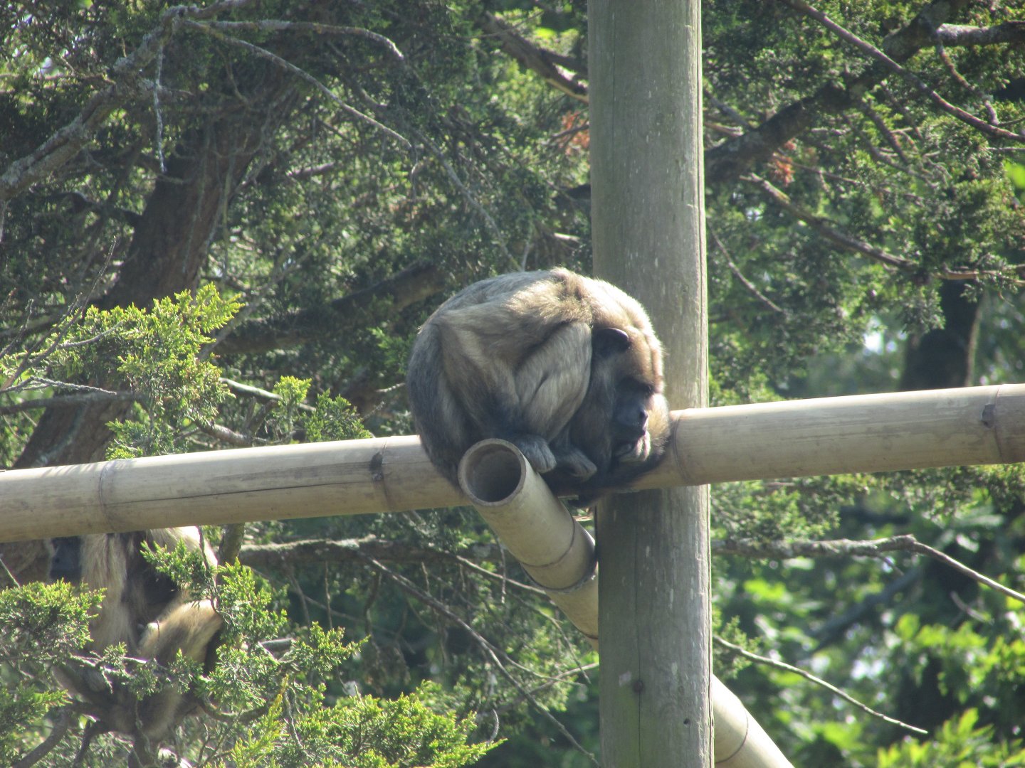 Fota Wildlife Park - Female black howler monkey