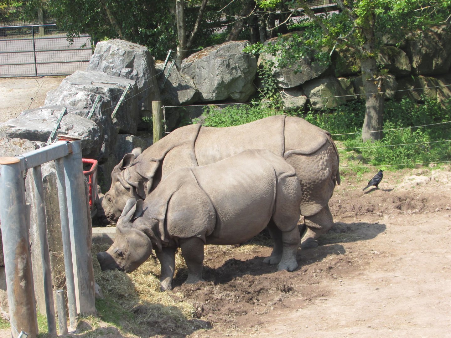 Fota Wildlife Park - Female Indian rhinoceros with juvenile and wild rook