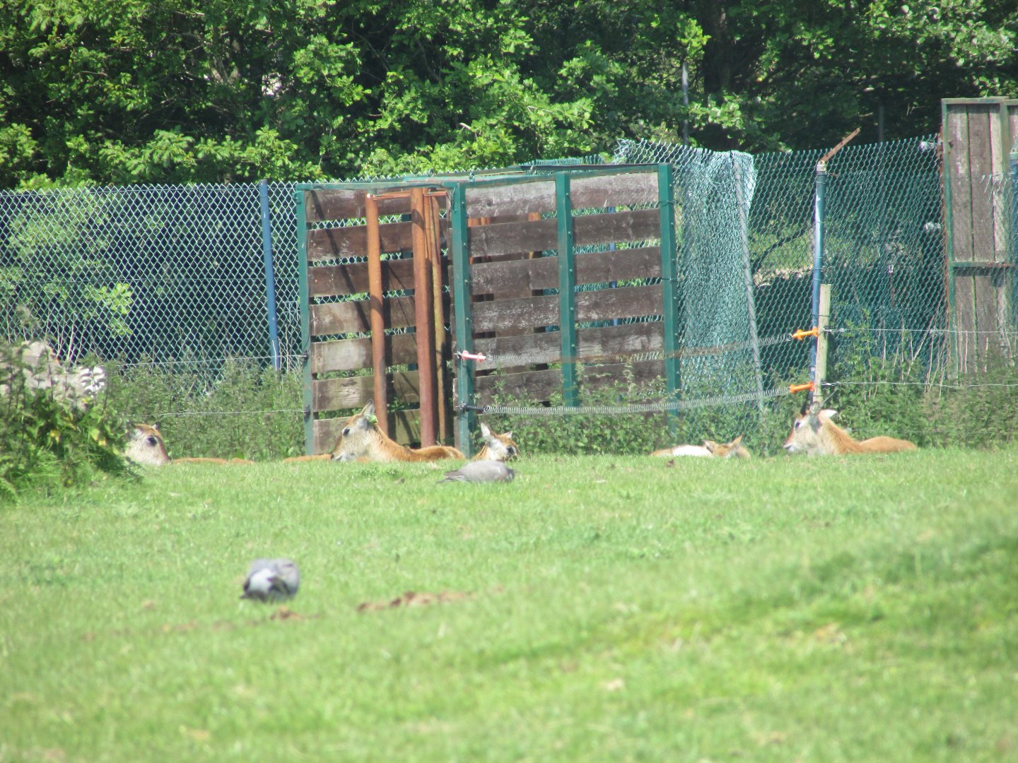 Fota Wildlife Park - Female lechwe