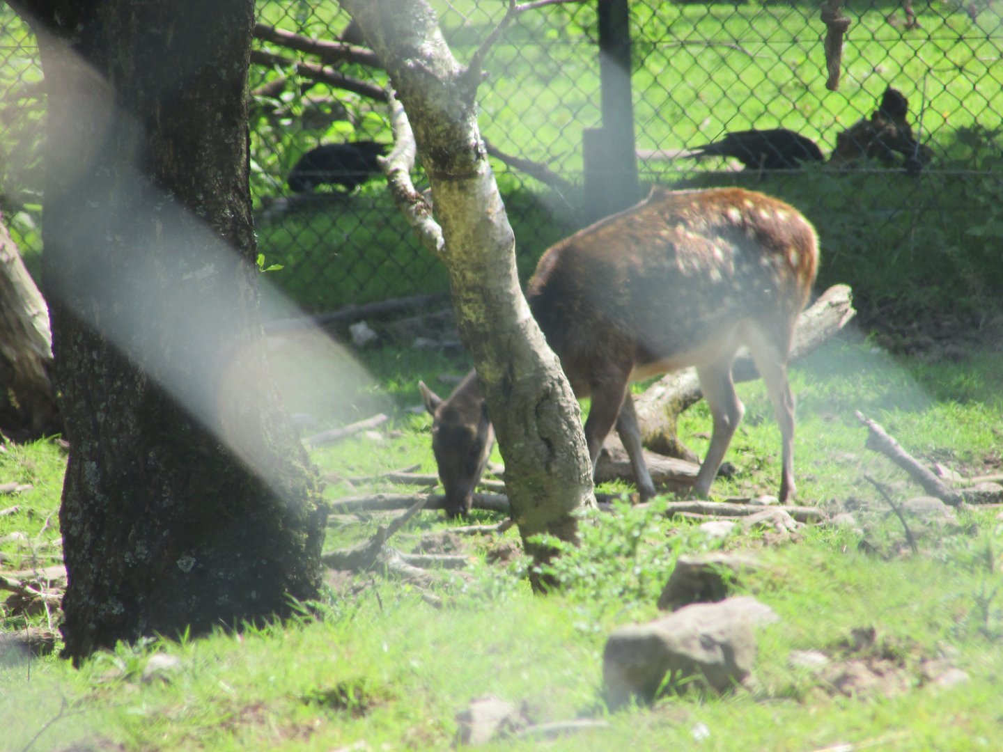 Fota Wildlife Park - Female Visayan spotted deer
