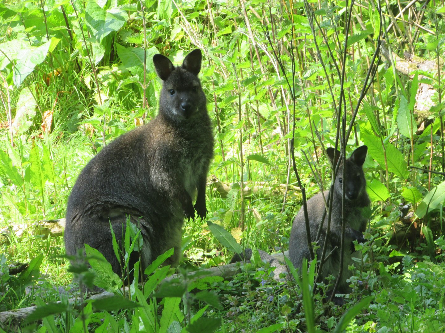 Fota Wildlife Park - Female wallaby and joey