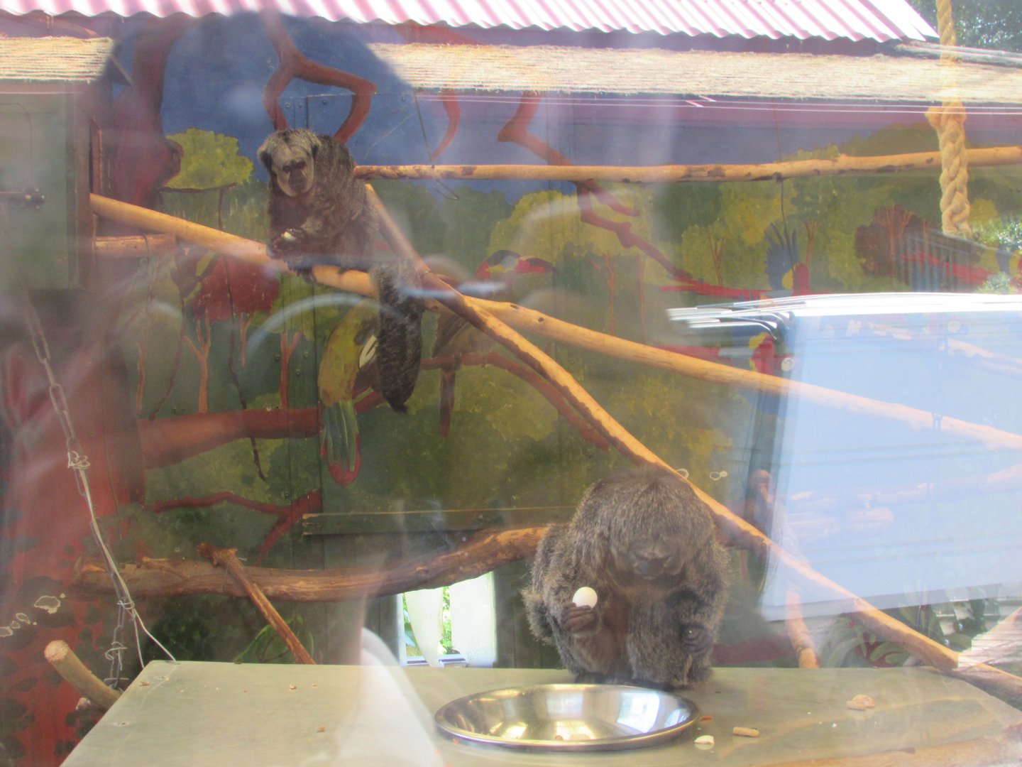 Fota Wildlife Park - Female white-faced sakis