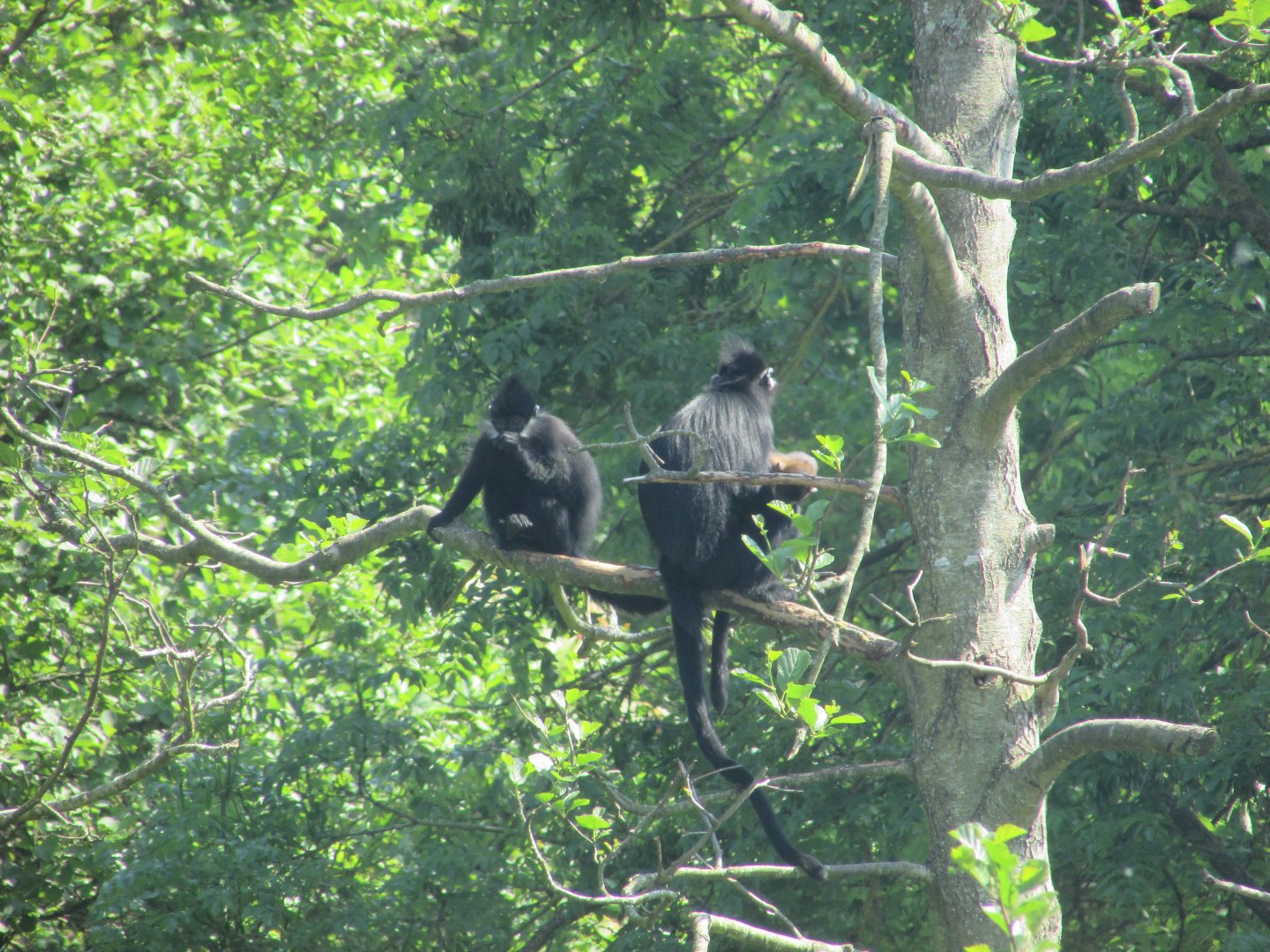 Fota Wildlife Park - François' langurs